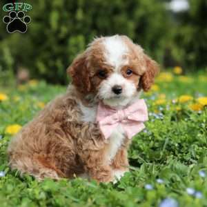 Bambi, Cavapoo Puppy